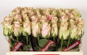 ROSE PINK ATHENA KENIA 50